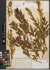 Foto von Salix triandra subsp. triandra L.